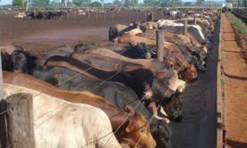 <h2><a href="https://nordesterural.com.br/a-evolucao-da-pecuaria-brasileira-e-a-escolha-das-racas-mais-produtivas/">A evolu&ccedil;&atilde;o da pecu&aacute;ria brasileira e a escolha das ra&ccedil;as mais produtivas</a></h2>Nos &uacute;ltimos 30 anos a pecu&aacute;ria brasileira registrou seus maiores avan&ccedil;os produtivos. A idade de abate dos animais diminuiu de cinco para menos de tr&ecirc;s anos, o peso de carca&ccedil;a