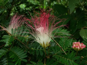 flor branca e vermelha - foto internauta Nina