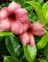 As flores da serra pernambucana