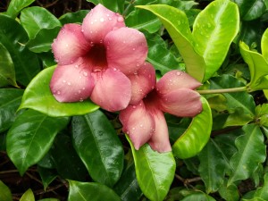 flores de chã grande - internauta Nina
