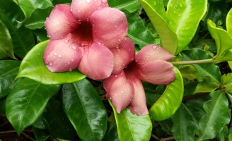 As flores da serra pernambucana