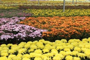flores variadas