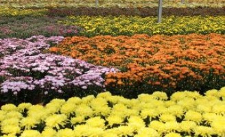 Chegada da primavera no Brasil dá indicação de crescimento no mercado de flores