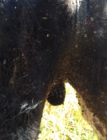Reflexões sobre a “Tristeza Parasitária Bovina” uma doença que promove muito prejuízo na pecuária