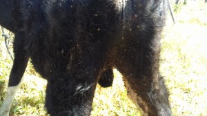 tristeza parasitária