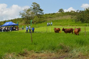 técnicos no campo com boi no pasto
