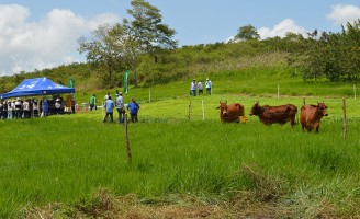 Sistema permite que gado ganhe peso mesmo em períodos de seca