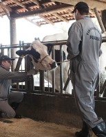 A importância do Médico Veterinário para a segurança alimentar e o agronegócio