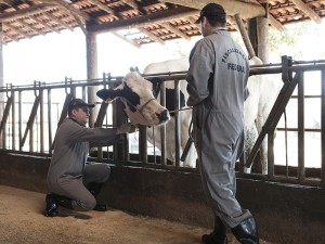 veterinário