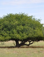 Cientistas desenvolvem novas cultivares de umbuzeiro