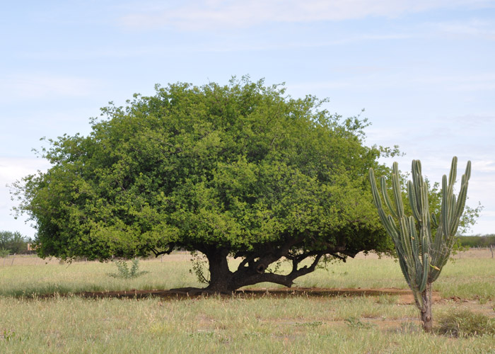 Cientistas desenvolvem novas cultivares de umbuzeiro