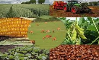 Agropecuária no Brasil cresce mais do que a de outros países do mundo
