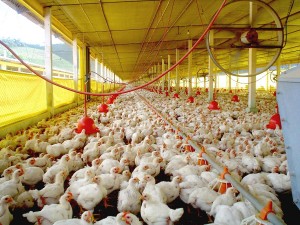 avicultura seguro