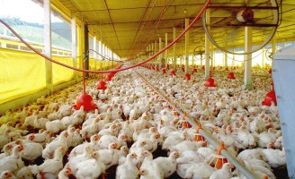 Produtores brasileiros de aves assinam o primeiro seguro avícola do mundo