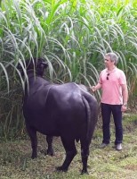 Artigo – O búfalo doméstico (Bubalus bubalis): esse animal existe sim!