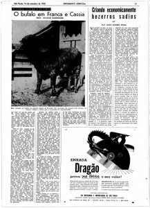 búfalo no jornal 2