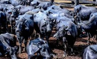 Nordeste discute a criação de búfalos esta semana em Natal