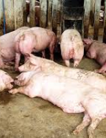 O Brasil é o quarto maior produtor de suínos do mundo