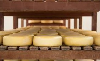 Consultas públicas para regulamentação da produção de queijo minas meia cura e outros queijos