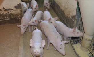 Menor uso de antibióticos quando se cria suínos em família
