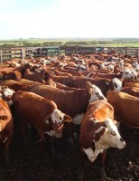 Combate ao carrapato com animais onde se pode fazer a seleção de genes resistentes