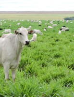Sistema de integração lavoura pecuária tem capacidade para poupar quase 2,5 milhões de hectares de terras