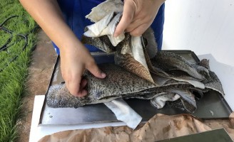 Para aprender a curtir pele de peixe em casa