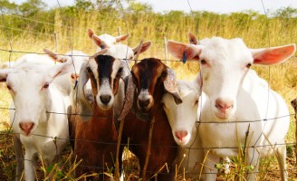 Um aplicativo para controlar as doenças de caprinos e ovinos