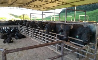 OS búfalos no Estado de Pernambuco: Décadas de História