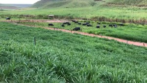 bufalos no pasto