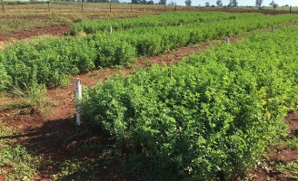 Um fertilizante natural próprio para uso com orgânicos amplia produção em 20%