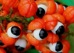 frutos do guaraná