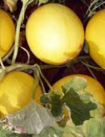 O melão vai abrir o mercado brasileiro de frutas para a Ásia