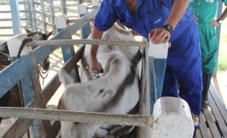 Um alerta para a importância da segunda dose da vacinação de aftosa este mês de novembro