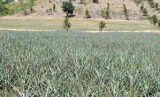 Uma praga que ataca a plantação de abacaxi exige cuidado e atenção do agricultor