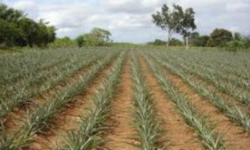 <h2><a href="https://nordesterural.com.br/cuidados-com-o-ataque-de-pragas-nas-plantacoes-de-abacaxi/">Cuidados com o ataque de pragas nas planta&ccedil;&otilde;es de abacaxi</a></h2>Causada por um v&iacute;rus conhecido como cochonilha do abacaxi ou cochonilha pulverulenta do abacaxi, essa praga causa muitos danos em planta&ccedil;&otilde;es do mundo inteiro. A dissemina&ccedil;&atilde;o da murcha do abacaxizeiro