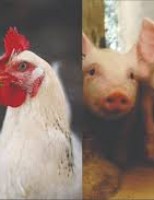 Especialistas acreditam que a produção e exportação de carne de frango e de porco continue crescendo no ano que vem