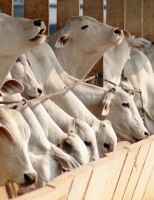 Cresce o número de animais em regime de confinamento no Brasil