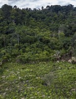 A regeneração das florestas de forma natural está acontecendo mais lentamente