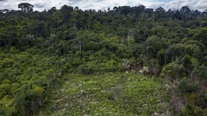 floresta regenerada