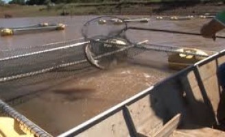 Como se deve criar tilápias em gaiolas