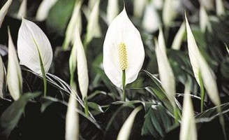 As plantas também podem ajudar a reduzir o excesso de umidade dentro de casa