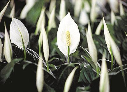 As plantas também podem ajudar a reduzir o excesso de umidade dentro de casa