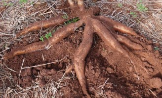 Uma semente de mandioca própria para plantio no Semiárido