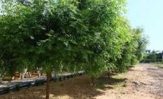 Nim indiano, a planta milagrosa que combate insetos, pragas e é usado como inseticida natural