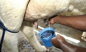 Manejo correto ajuda a melhorar a produção de leite