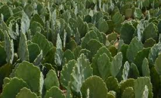 Um convênio vai permitir ampliação da área de cultivo da palma forrageira na Paraíba