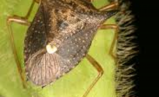 Combate biológico ao percevejo marrom que ataca a plantação de soja