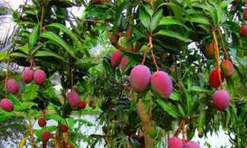 <h2><a href="https://nordesterural.com.br/o-valioso-mercado-brasileiro-de-frutas/">O valioso mercado brasileiro de frutas</a></h2>As frutas brasileiras mais exportadas em 2017, de acordo com o Anu&aacute;rio da Fruticultura daquele ano, foram a manga e o mel&atilde;o, na primeira e na segunda posi&ccedil;&atilde;o, com os