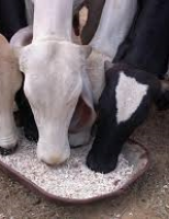 Setor de ração animal tem saldo positivo no fechamento de 2019